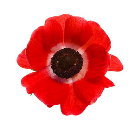 Poppies Pictures Images And Stock Photos Istock