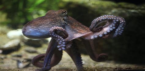 octopuses are super smart but are they conscious