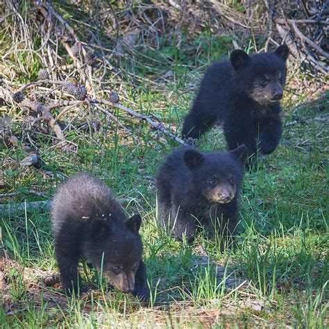 Three Black Bear Cubs Photograph By Paul Freidlund Fine Art America