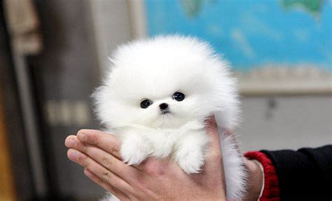 They do not seem to realize they are small in stature and will occasionally tackle large dogs or at least verbally threaten them! Teacup Pomeranian - What's Good and Bad About 'Em?