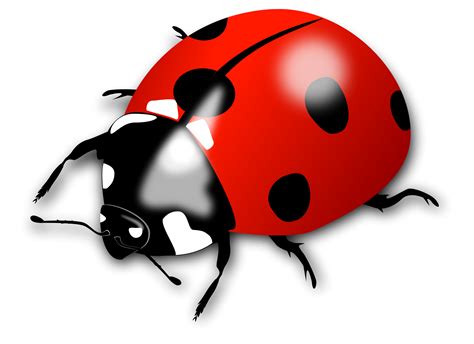 Ladybug Clipart Transparent