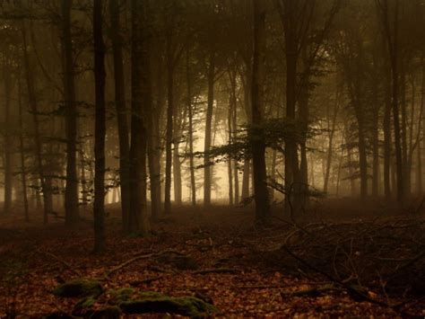 Dark Forest Wallpapers And Images Wallpapers Pictures Photos