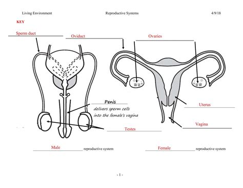 Female Reproductive System Diagram Images Reproductive Female Diagram System Anterior Blank