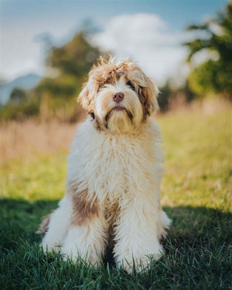 Labradoodle Colours And Patterns Explained Van Isle Labradoodles Red