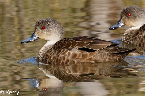 Chestnut Teal Or Grey Teal Birds In Backyards