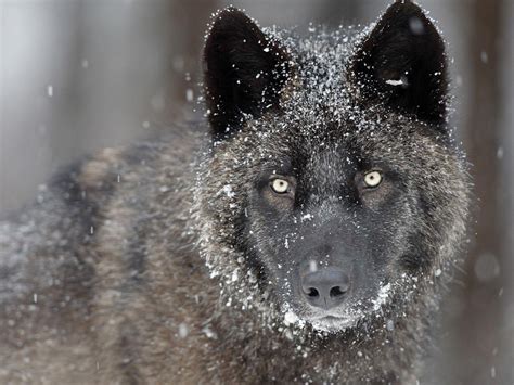 Wallpapers in ultra hd 4k 3840x2160, 1920x1080 high definition resolutions. The Black Wolf In Snow HD desktop wallpaper : Widescreen : High Definition : Fullscreen