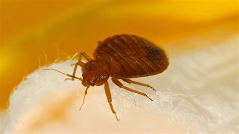 Bed Bugs In Ohio Reach ‘epidemic Levels Exterminators Say Fox News