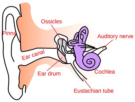 Structure Of Human Ear Class 8 Clip Art Library