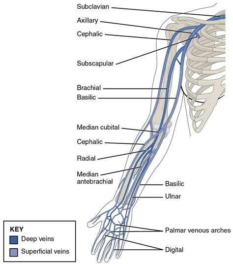 Muscles Of The Shoulder And The Upper Arm Online Medical Library