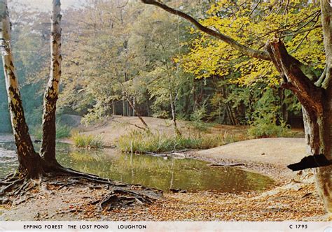 Postcard Of The Lost Pond Posted April 1981 Epping Forest Natural