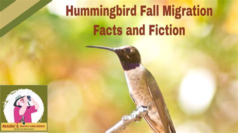 The Truth About Hummingbirds And Their Fall Migration Youtube