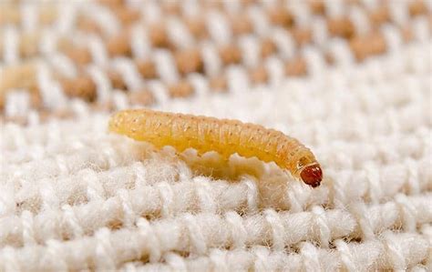 A Guide To Fabric Pests In Ny And Ct Parkway Pest Services
