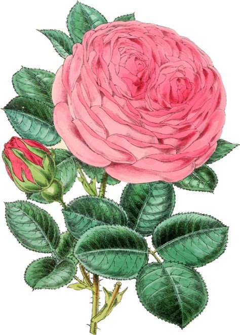 Vintage Rose Illustration 2 Openclipart