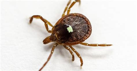 Lone Star Tick Bite Could Lead To Red Meat Allergy Cbs Boston
