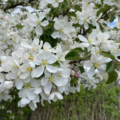 Spring Snow Crabapple Trees Trees And Shrubs › Anything Grows