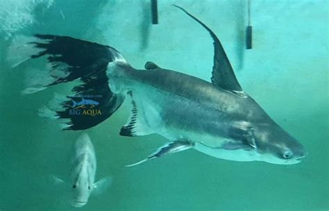 Longfin Shortbody Paroon Shark 네이버 블로그