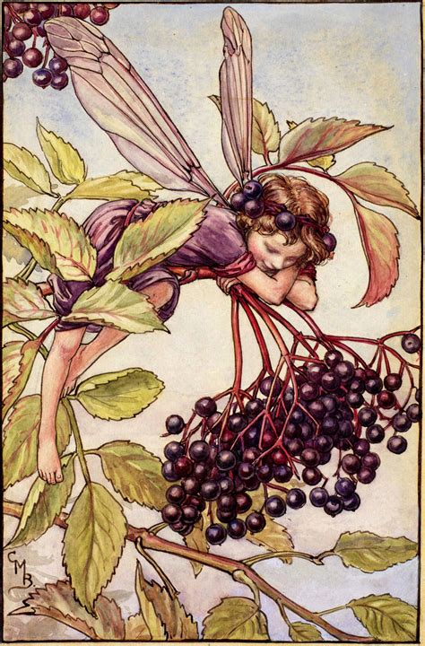 The Elderberry Fairy Flower Fairies