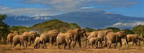 Amboseli National Park Elephants Mount Kilimanjaro