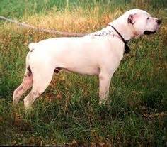 English bulldogs are unique, even amongst bulldogs. 12 Best #White #English #Bulldog images | White bulldog ...