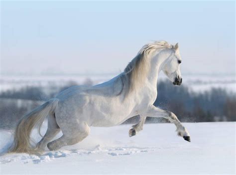 Lasse diese grafik als hintergrundbild horizontal wiederholen. Winterbilder Tiere Als Hintergrundbild - Fotos Siberian ...