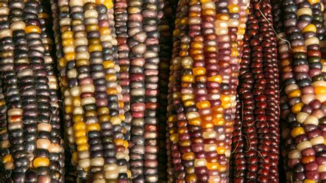 The Fascinating Ancient History Of Corn