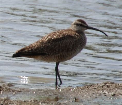 Whimbrel Bolinas Ca John G Cramer Iii Flickr