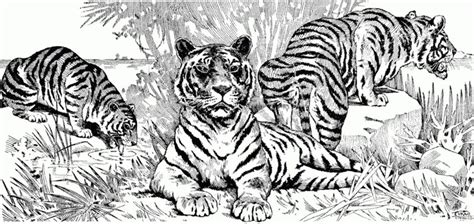 Tiger Ausmalbilder für Erwachsene kostenlos zum Ausdrucken Teil 3