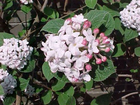 Viburnum Carlessii Aurora Scented Flowers In April May Flowering