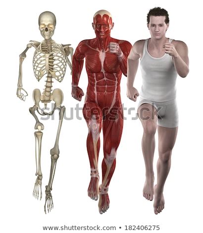 When one muscle of a pair contracts, the other relaxes. Anatomy Pictures Muscles And Bones Pdf Downloads : Free ...