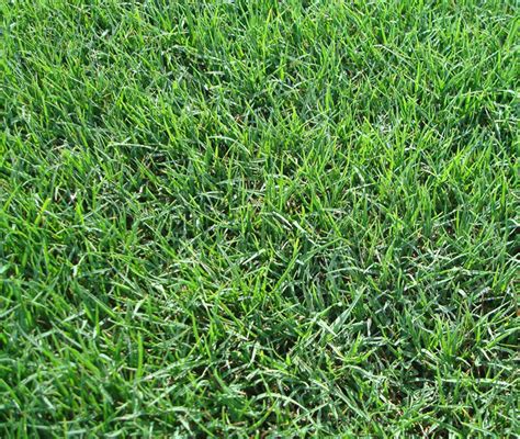 Bermudagrass Coated 5 Pounds East Texas Seed Company