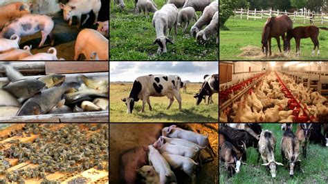 Livestock Ranching Advantages Livestock Info