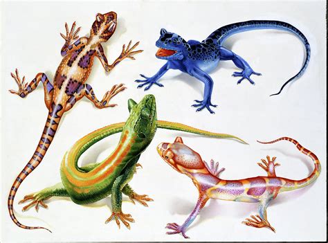 Lizards Painting By John Rowe Fine Art America