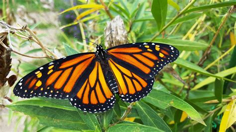 7 Tips For A Successful Monarch Butterfly Pollinator Garden