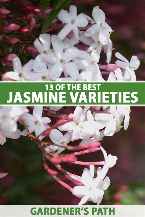 13 Popular Types Of Jasmine Vines And Shrubs Gardeners Path