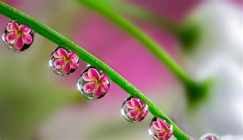 Flowers Reflected In Dew Drops Reflection Photography Reflection