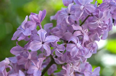 Lilac Bush Care In Spring How And When To Prune Lilacs Lilac Bushes