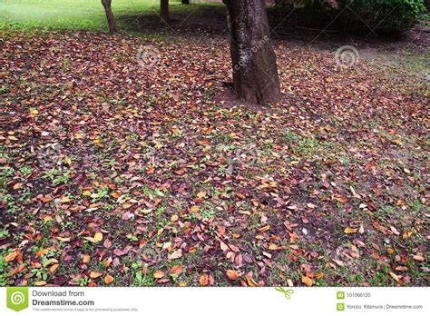 Fall Scenery Fallen Leaves Stock Photo Image Of Like