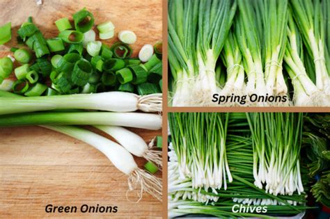 Green Onions Vs Spring Onions Vs Chives TopBackyards