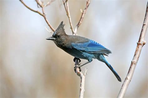 15 Common Types Of Blue Birds Explain And Photos