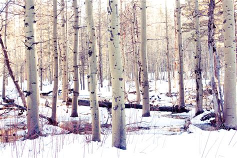Surreal dreamy landscape view of an aspen tree forest in the colorado rocky mountains high elevation in. Aspen Trees in Winter Art Print by Loaded Light ...