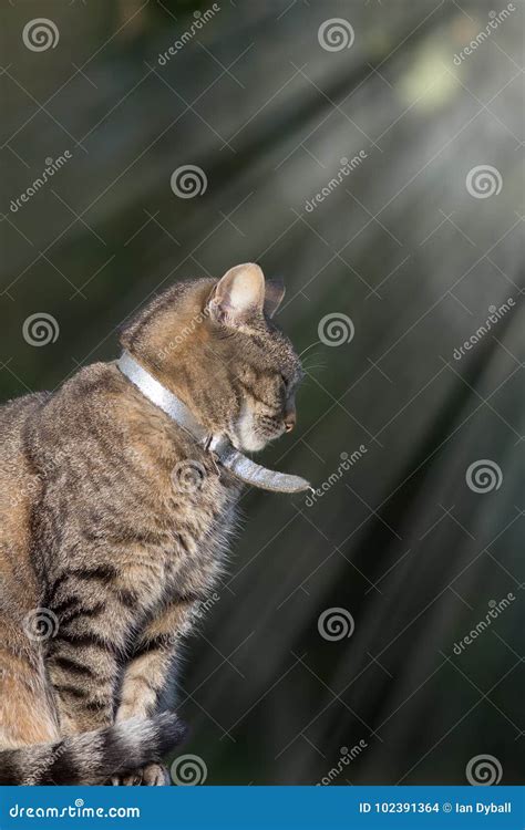 Happy Contented Pet Domestic Tabby Cat With Silver Collar Sitti Stock