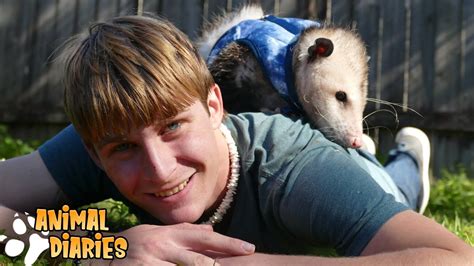 Why Opossums Make Awesome Pets A Day In The Life Of Momo The Opossum