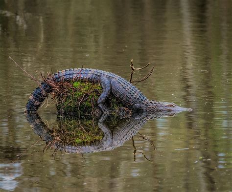 Alligator Reflections Photograph By Gabrielle Harrison Fine Art America