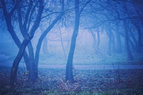 Blue Night Forest Landscape Stock Image Image Of Light Evening