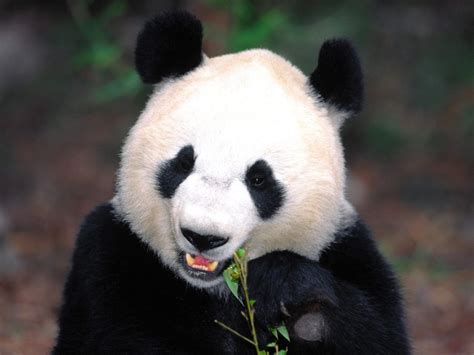 China Giant Pandas Facts Tours Photos