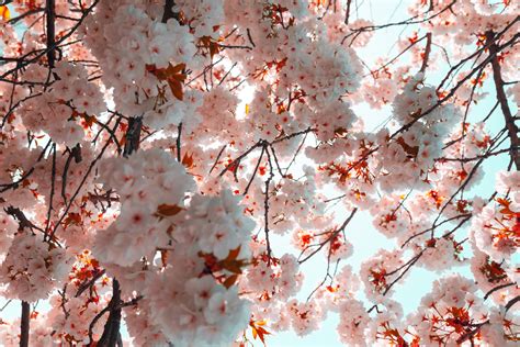 Foto De Stock Gratuita Sobre árbol Cerezos En Flor Flor