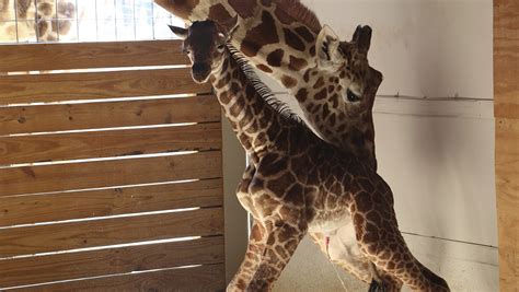 Could Internet Star April The Giraffe Be Pregnant Again