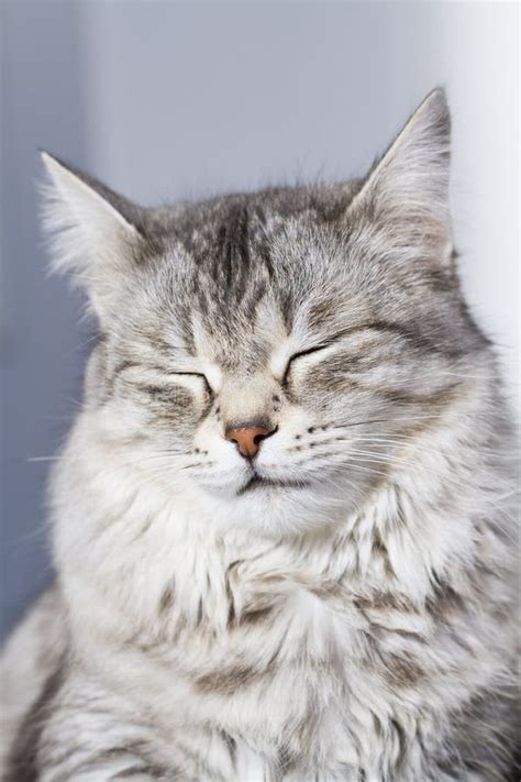 Beauty Siberian Cat Silver Version Adult Stock Image Image Of Furry