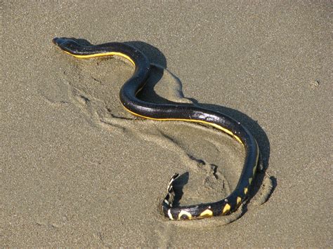 Yellow Bellied Sea Snake Fact Sheet Cswd