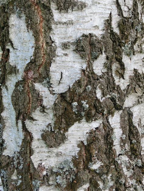 Birch Tree Bark Texture By Jeanneystock On Deviantart